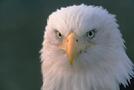 Head of an Eagle